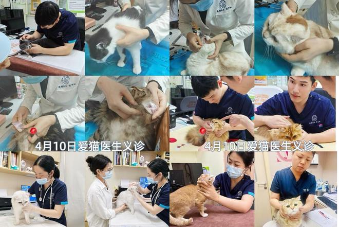 车深圳站：专业的猫咪健康守护行动开元棋牌app新瑞鹏爱猫义诊直通(图1)